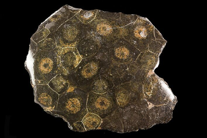 Polished Fossil Coral (Actinocyathus) - Morocco #85042